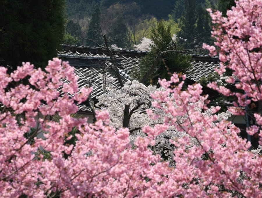 4/18～4/23限定◆春らんまん、桜プラン