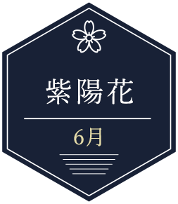 6月紫陽花