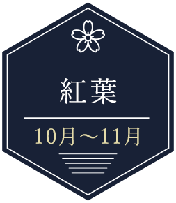 10～11月紅葉