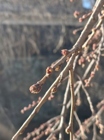 260311153547036IF_2_BURST260311153547036.JPG 260311153547036IF_2_BURST260311153547036.JPG