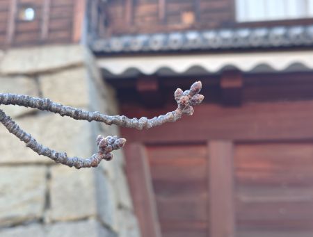 260311153926303IF_1_BURST260311153926303_COVER.JPG 260311153926303IF_1_BURST260311153926303_COVER.JPG